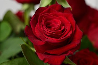 kırmızı gül çiçeği, yakın