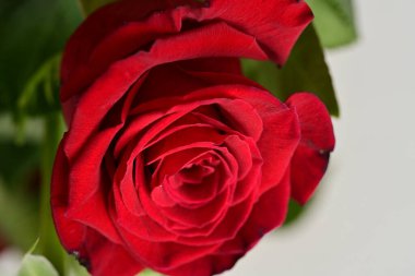 kırmızı gül çiçeği, yakın