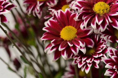 Bahçe güzel Kasımpatı çiçeği.