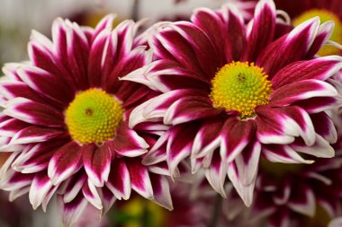 Bahçe güzel Kasımpatı çiçeği.