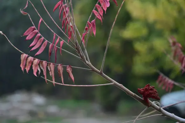 stock image red leaves on tree, beautiful botanical shot, natural wallpaper