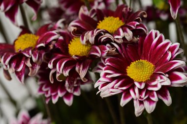 Bahçe güzel Kasımpatı çiçeği.