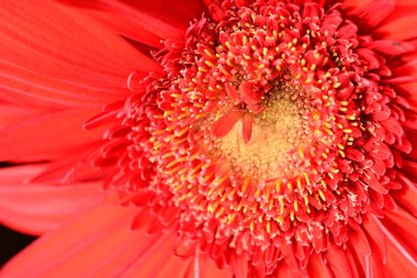 gerbera çiçeği siyah arkaplanda