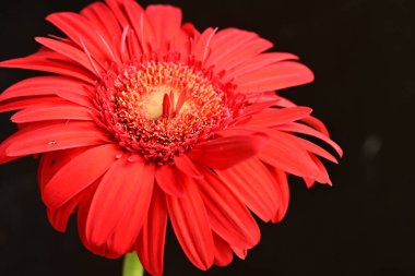 gerbera çiçeği siyah arkaplanda