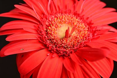 gerbera çiçeği siyah arkaplanda