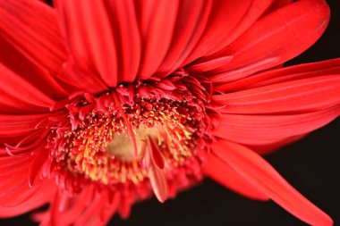 gerbera çiçeği siyah arkaplanda