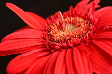 gerbera çiçeği siyah arkaplanda