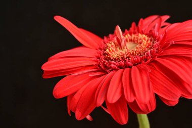 gerbera çiçeği siyah arkaplanda