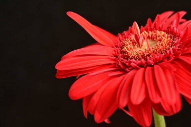 gerbera çiçeği siyah arkaplanda