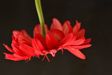 gerbera çiçeği siyah arkaplanda