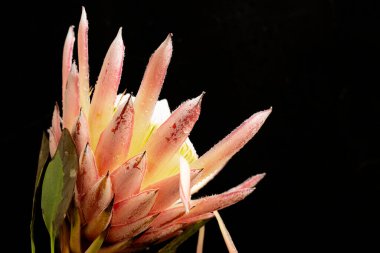 Siyah arkaplandaki güzel çiçeğe yaklaş