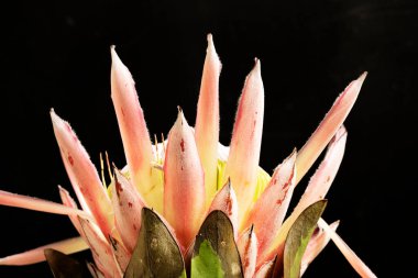 Siyah arkaplandaki güzel çiçeğe yaklaş