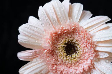 Siyah arkaplandaki güzel çiçeğe yaklaş