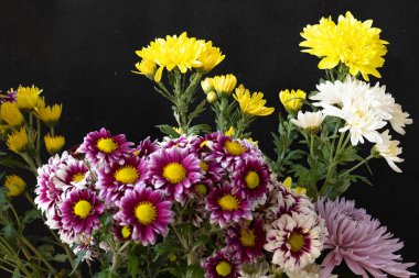 Güzel kasımpatı çiçekleri, kapatın