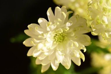 Bahçe güzel Kasımpatı çiçeği.