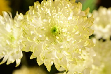 Bahçe güzel Kasımpatı çiçeği.