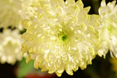 Bahçe güzel Kasımpatı çiçeği.