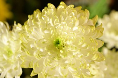 Bahçe güzel Kasımpatı çiçeği.