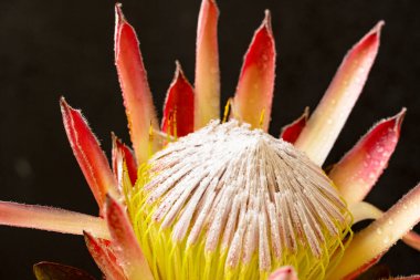 Bir protea bitkisine yakın, koyu arkaplan