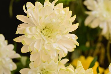 Bahçe güzel Kasımpatı çiçeği.