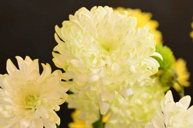 Bahçe güzel Kasımpatı çiçeği.