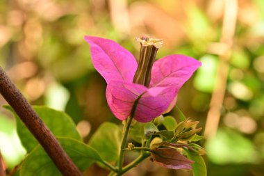 Bahçedeki güzel çiçek