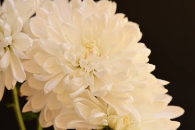 Güzel beyaz kasımpatı çiçekleri, yaklaşın.