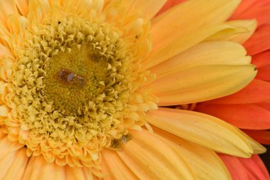 beautiful  gerbera flower close up view, summer concept