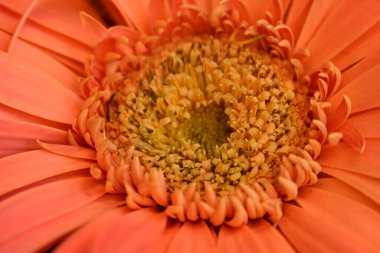 beautiful  gerbera flower close up view, summer concept