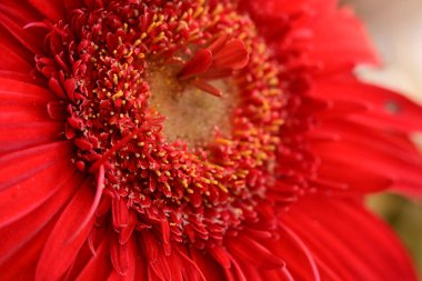 beautiful  gerbera flower close up view, summer concept