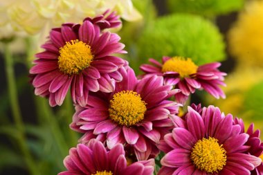 Bahçe güzel Kasımpatı çiçeği.