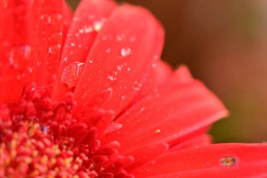 beautiful  gerbera flower close up view, summer concept