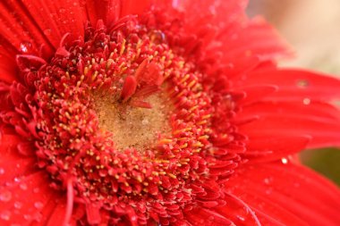 beautiful  gerbera flower close up view, summer concept