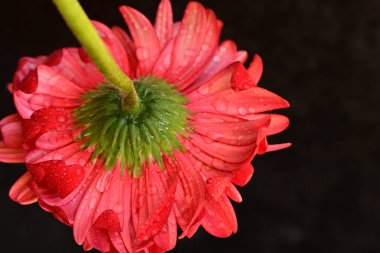 beautiful  gerbera flower close up view, summer concept