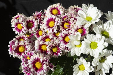 Bahçe güzel Kasımpatı çiçeği.