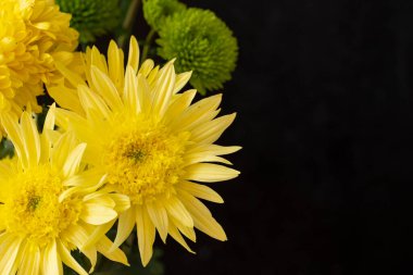 güzel parlak Çiçekler, yakın