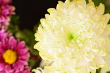 Bahçe güzel Kasımpatı çiçeği.