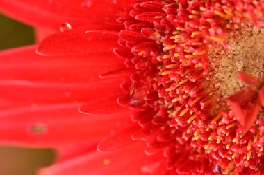 beautiful  gerbera flower close up view, summer concept