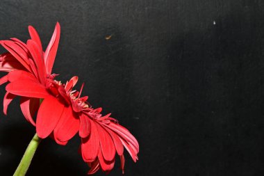 Siyah arka planda kırmızı taç yaprakları olan güzel kırmızı çiçek.