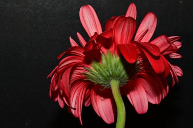 Karanlık arka planda güzel Gerbera çiçeği, yaz konsepti, yakın görüş