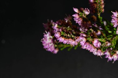 güzel pembe çiçekler yakın çekim