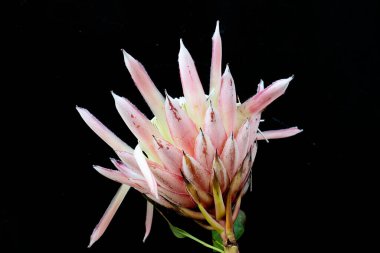 Bir çiçeğe yaklaş.