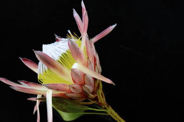 çiçek pembe çiçek yakın çekim