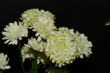 Güzel kasımpatı çiçekleri, kapatın