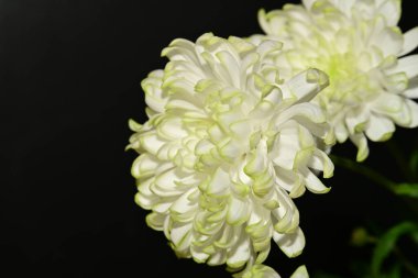 Güzel kasımpatı çiçekleri, kapatın