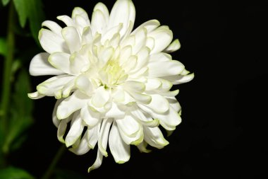 Çiçek, güzel botanik çekimi, doğal duvar kağıdı.