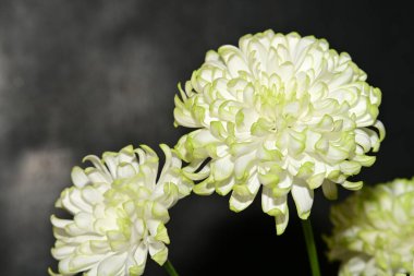 Güzel kasımpatı çiçekleri, kapatın