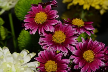 Güzel kasımpatı çiçekleri, kapatın