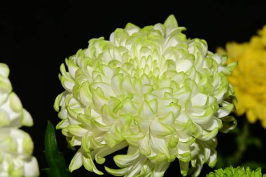 Bahçedeki güzel çiçek