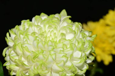 Bahçede yetişen güzel çiçek 